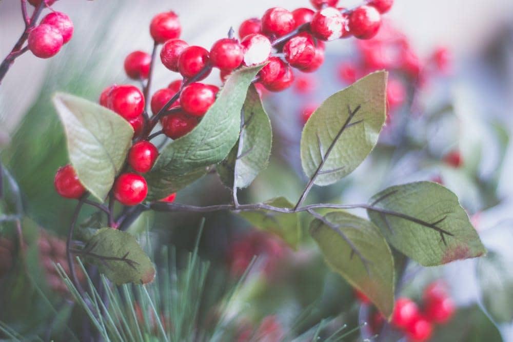 pexels.com/Jessica Lewis 🦋 thepaintedsquare