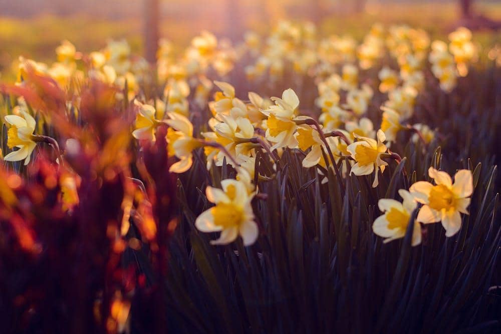 pexels.com/Irina Iriser