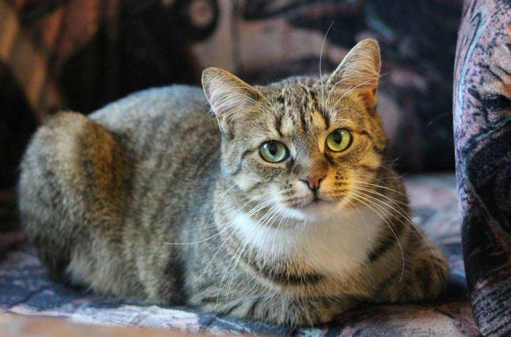 Cara mencari kucing hilang