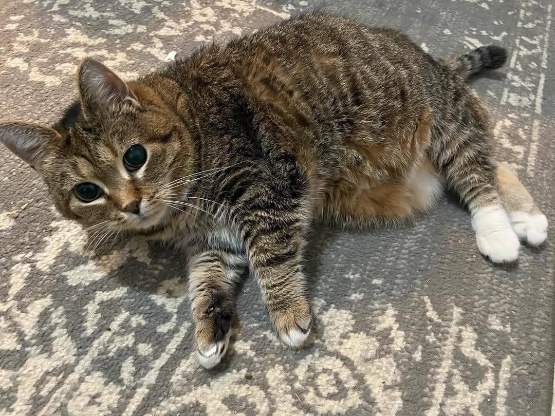 Instagram/oiiacat_ethel