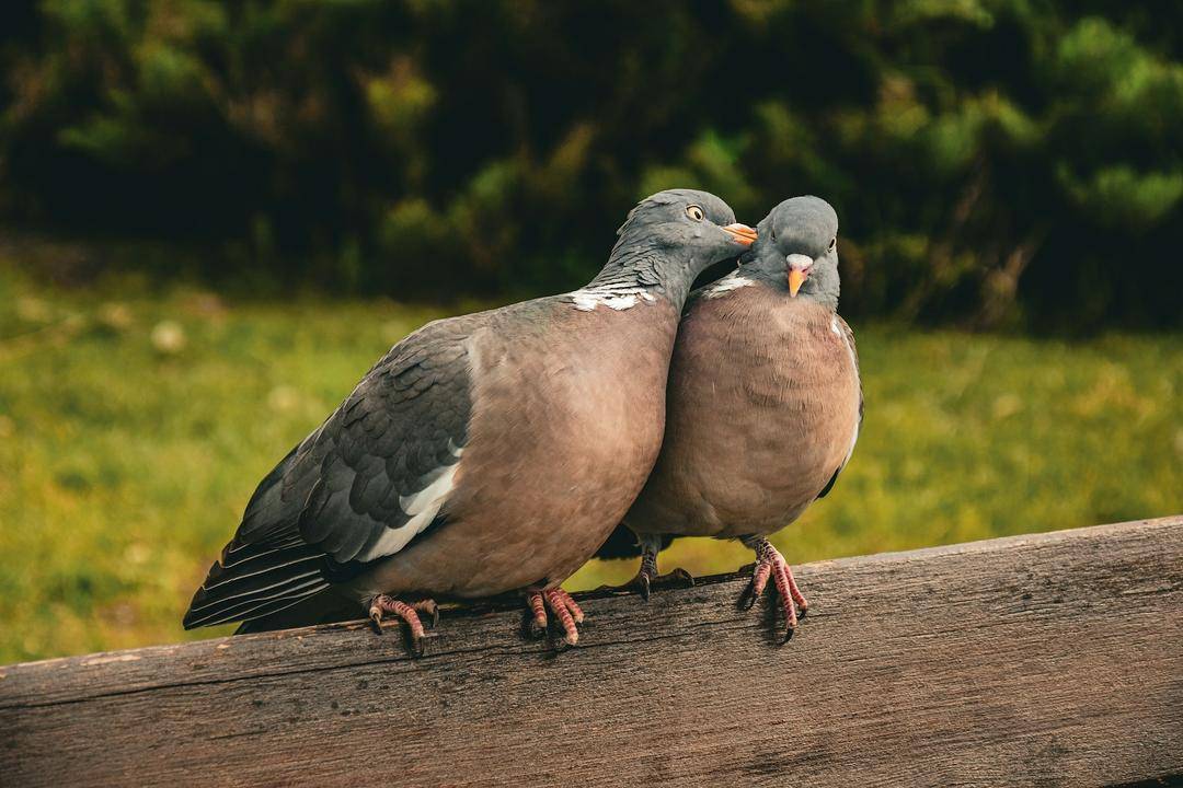 7 Arti Mimpi Burung Merpati, Banyak Makna Positif