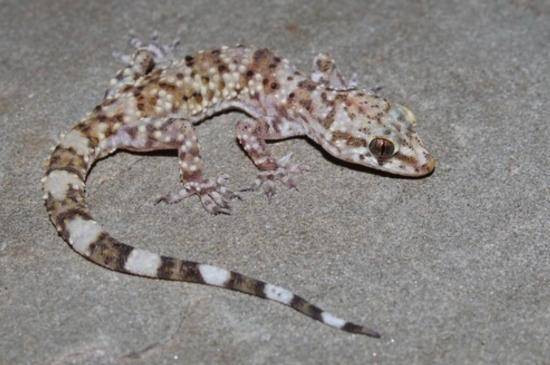 7 Arti Tokek Masuk Rumah, Diyakini Jadi Penolak Bala