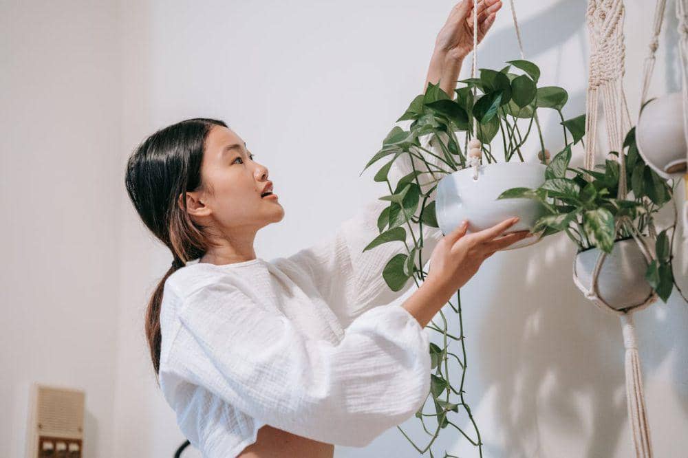 ilustrasi penempatan tanaman hias indoor menggunakan pot gantung (pexels.com/Sasha Kim)