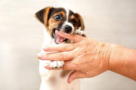 8 Arti Mimpi Digigit Anjing, Jadi Pertanda Buruk