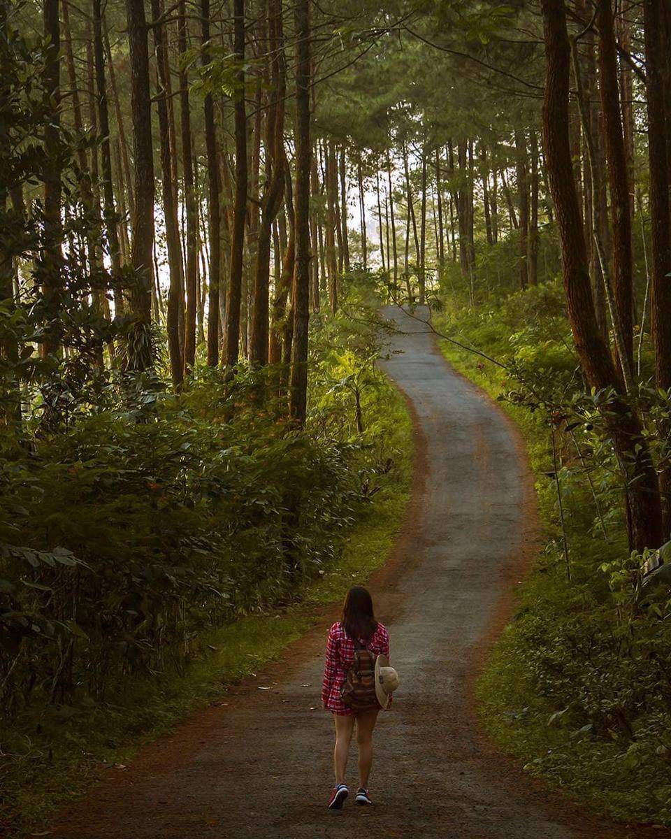 Hutan Pinus Kalilo