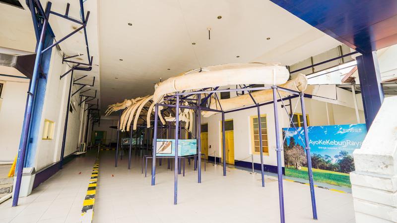 museum zoologi