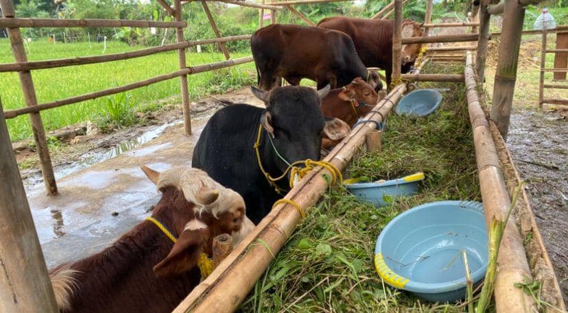 Ketentuan kurban yang benar adalah