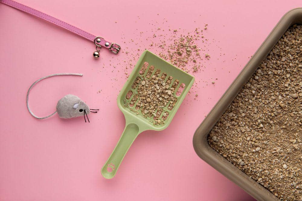 Cara mencari kucing hilang