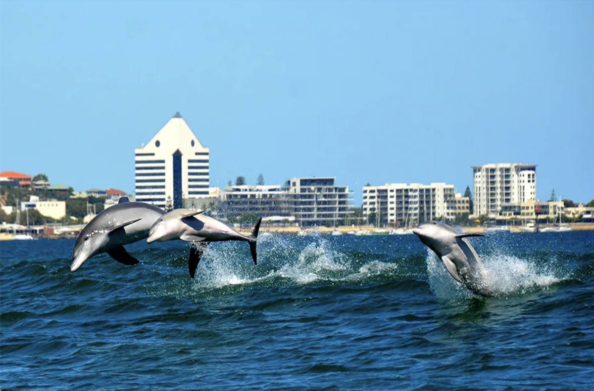 Dolphins.png