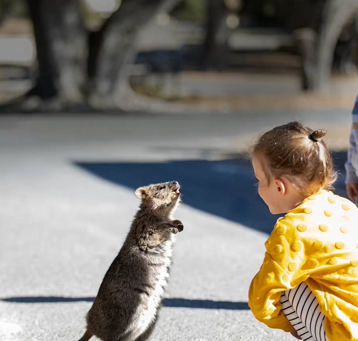berinteraksi dengan Quokka.png