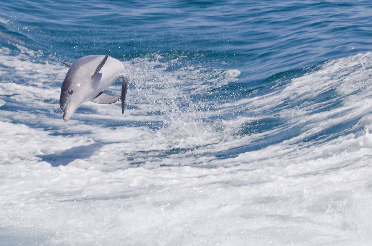 dolphin in Perth.jpg