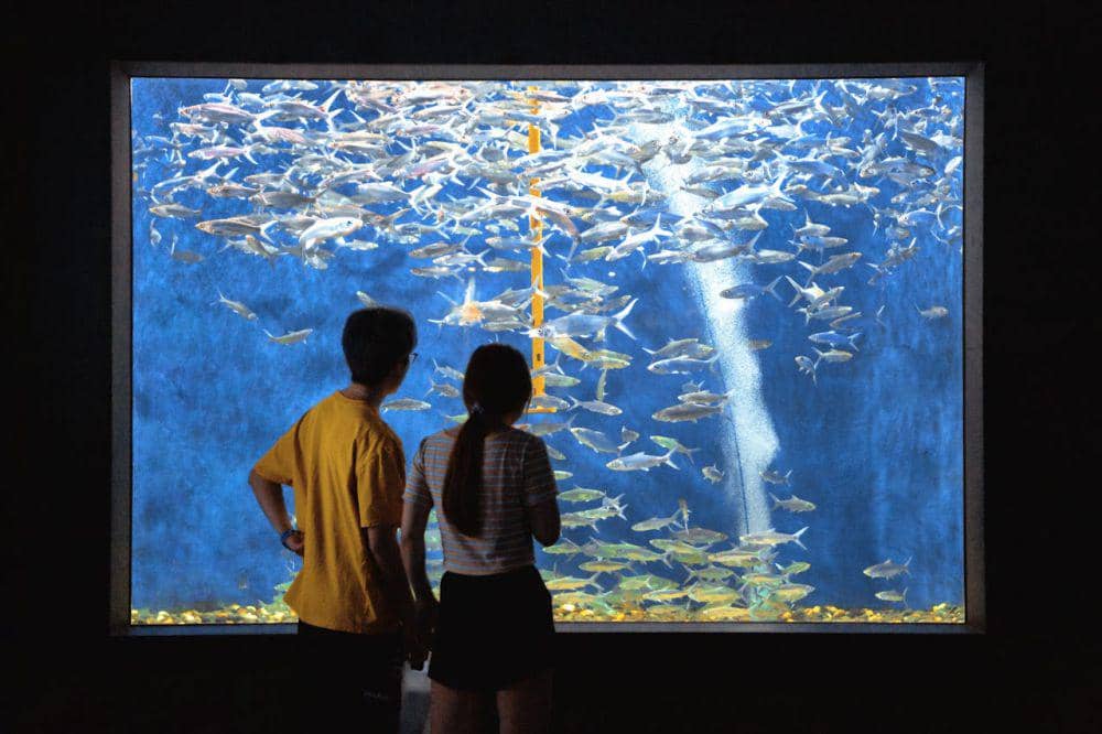 Ilustrasi aquarium date (pexels.com/Twiggy Jia)