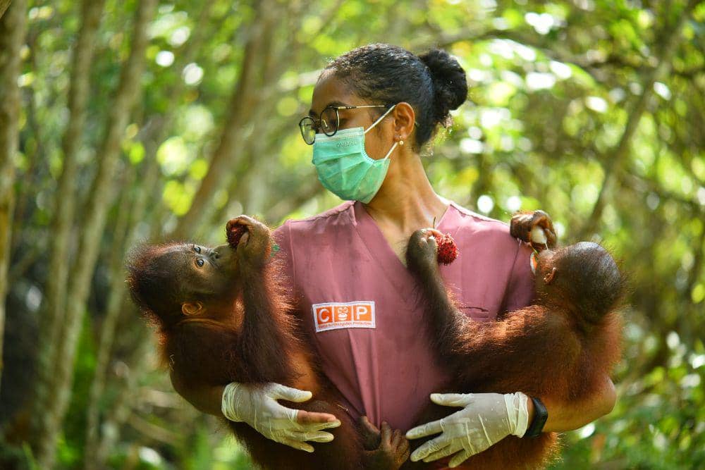 Staf dari Centre for Orangutan Protection (COP) sedang menggendong dua bayi orangutan