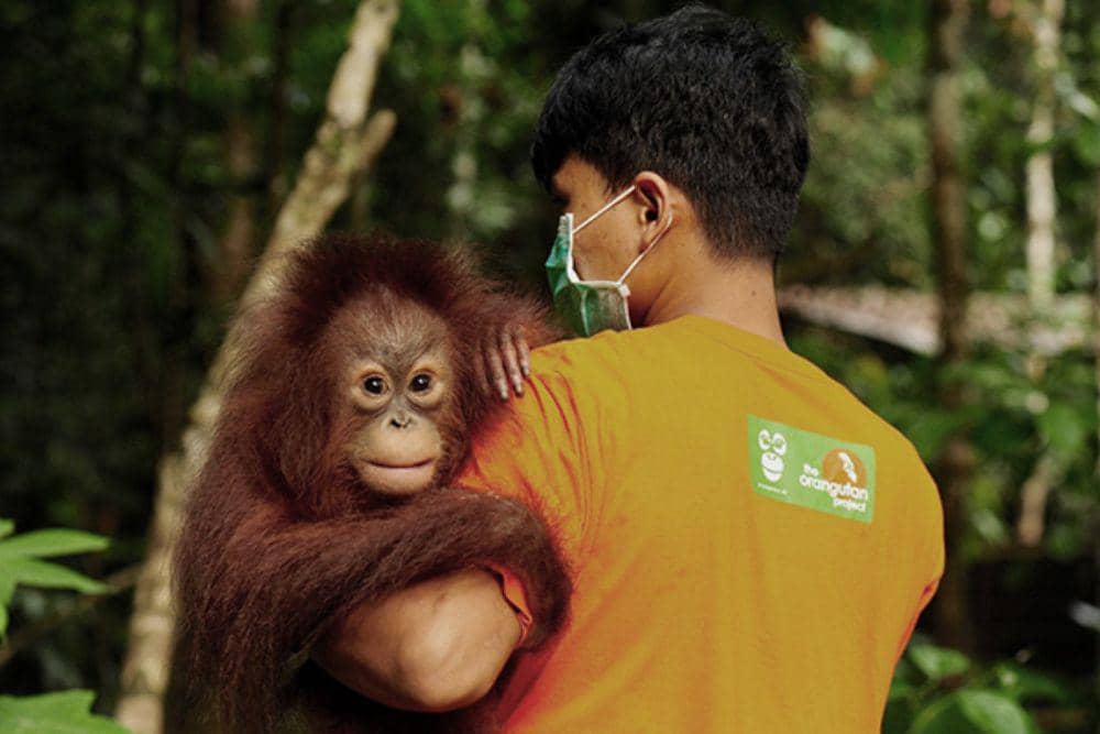 Potret orangutan yang digendong oleh staf Centre of Orangutan Protection (COP)