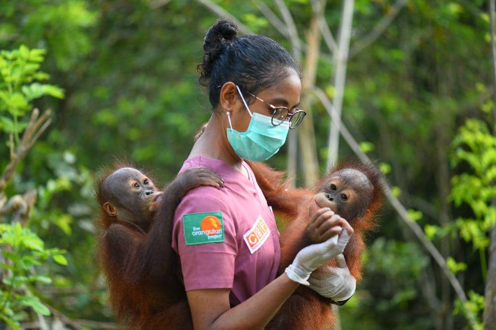 Potret staf dari Centre for Orangutan Protection (COP) sedang menggendong dua bayi orangutan dari depan dan belakang