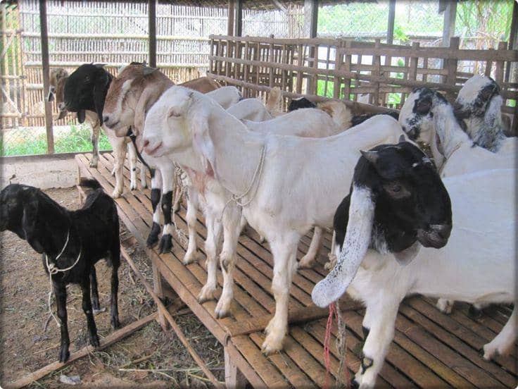Peternakan kambing yang siap dijadikan hewan kurban (https://pin.it/7foTtt3VV)