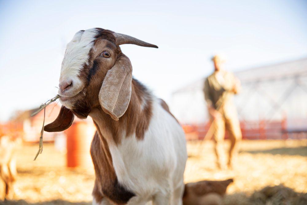 Apakah Boleh Kurban Kambing Betina? Ini Hukumnya