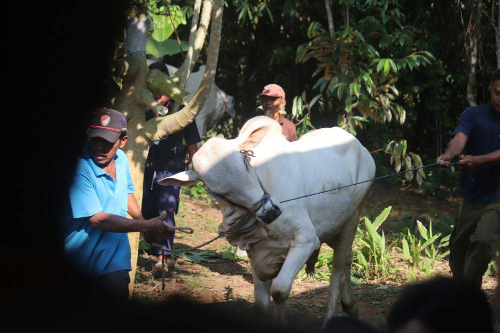 ilustrasi sapi untuk kurban (unsplash.com/Mufid Majnun)