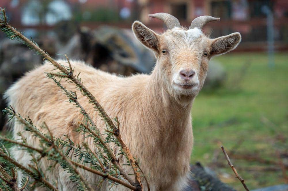 ilustrasi hewan kurban