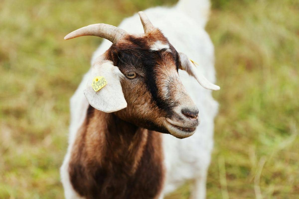 kenapa hewan kurban harus jantan