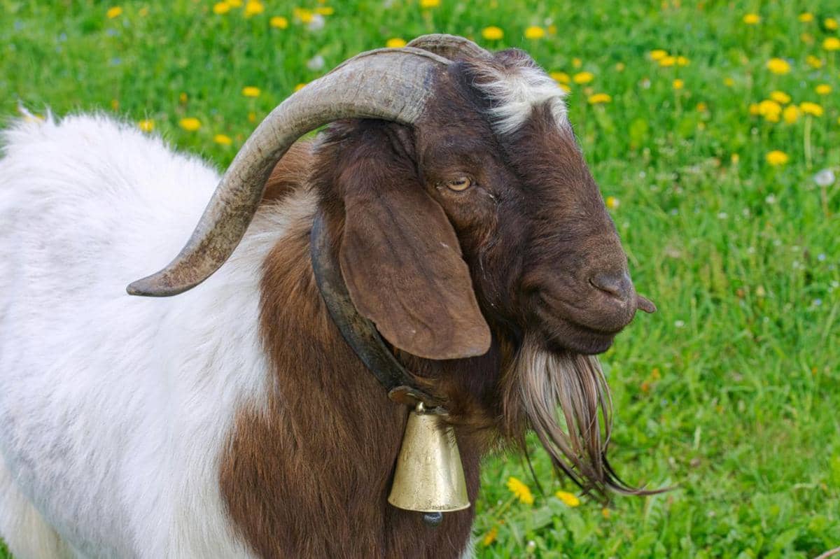 kenapa hewan kurban harus jantan