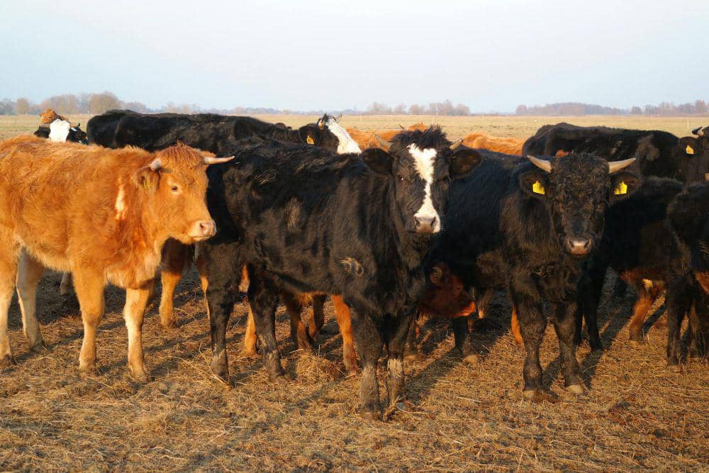 ilustrasi hewan kurban (pexels.com/Roman Biernacki)