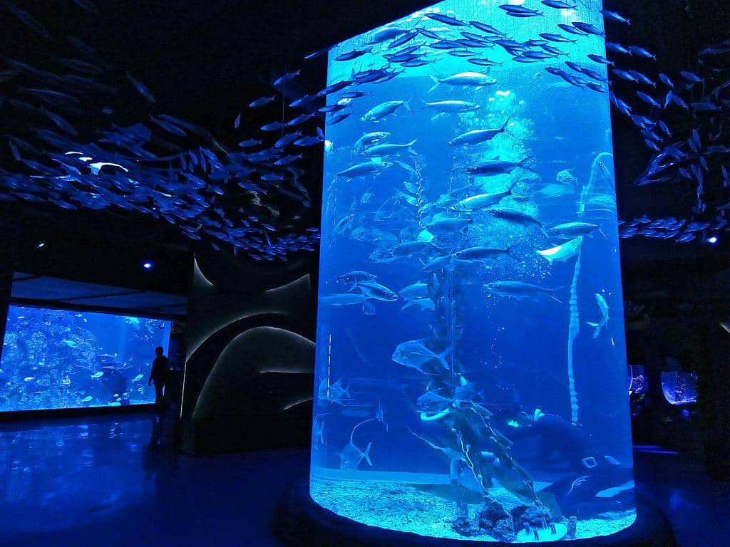 commons.wikimedia.org/baka_neko_baka