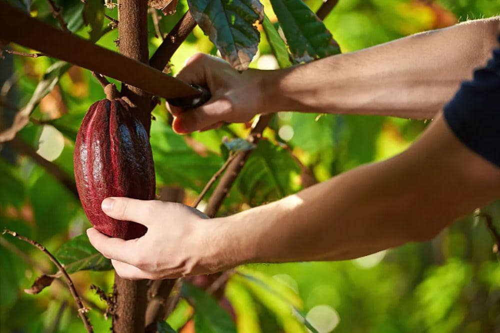 Fakta Menarik Cokelat Ruby dari Callebaut