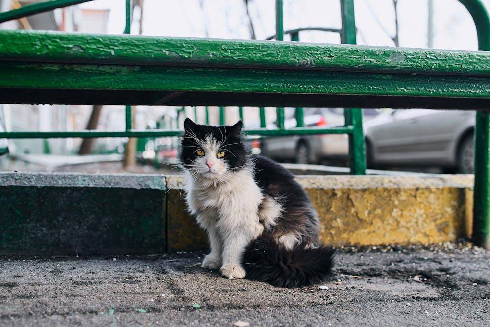 Cara mencari kucing hilang
