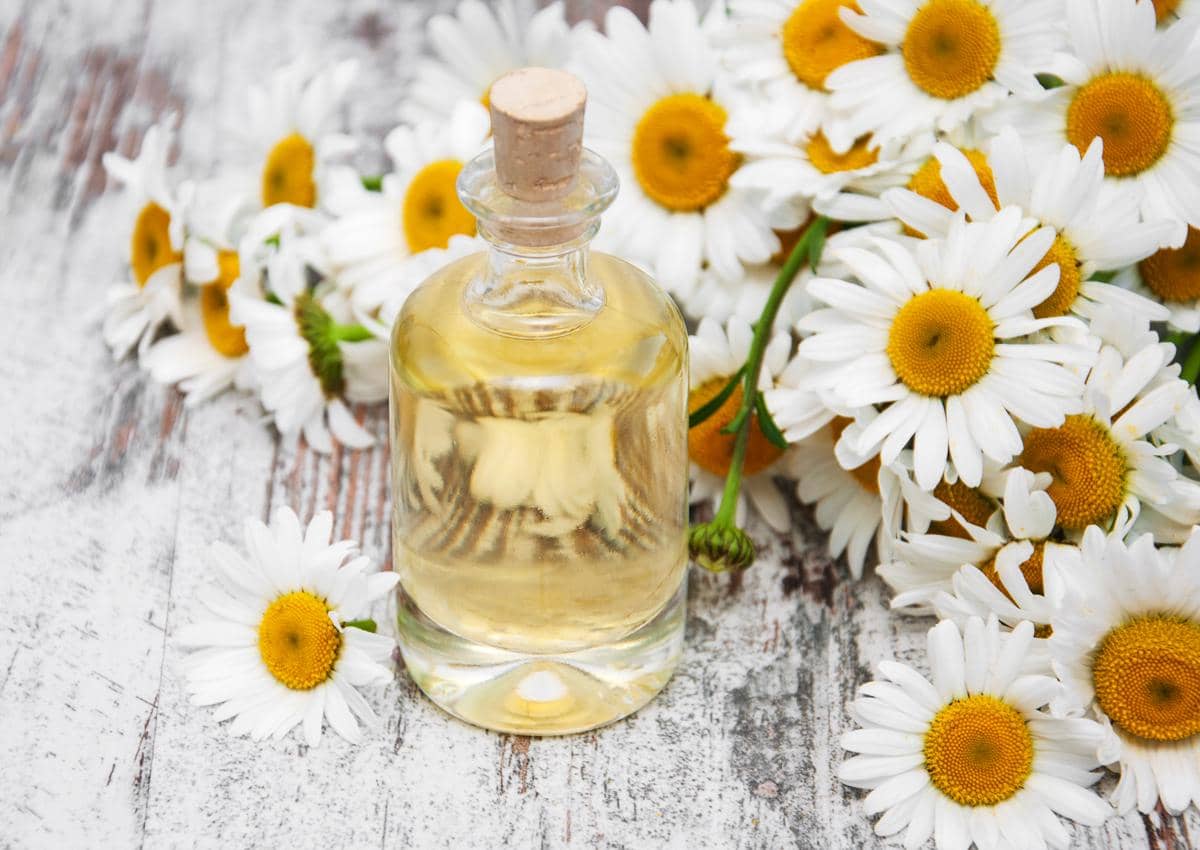 Wangi Chamomile Seperti Apa? Ini Karakteristik Aromanya