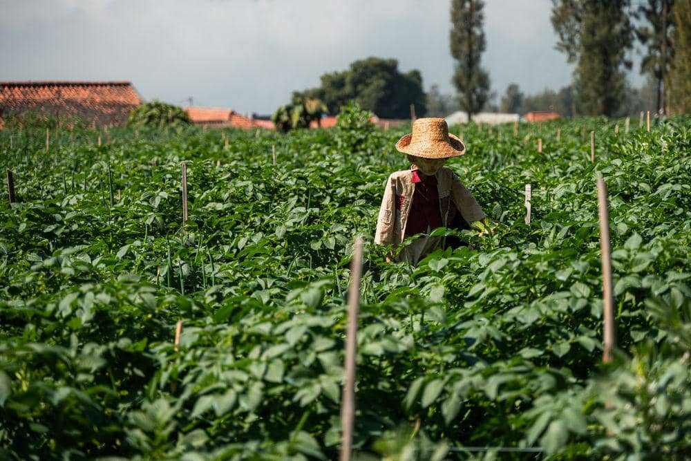 Jazz Gunung Bromo 2025 Series 1