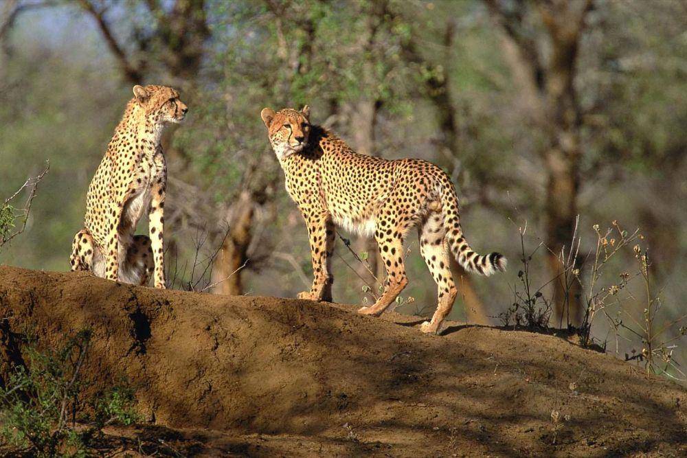 Potret cheetah yang berada di kawasan Great Limpopo Transfrontier Park. (Situs expedia.co.id)