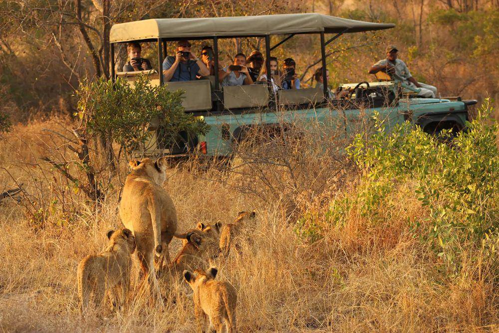 Ilustrasi aktivitas safari di Kruger National Park. (Situs safari.com)
