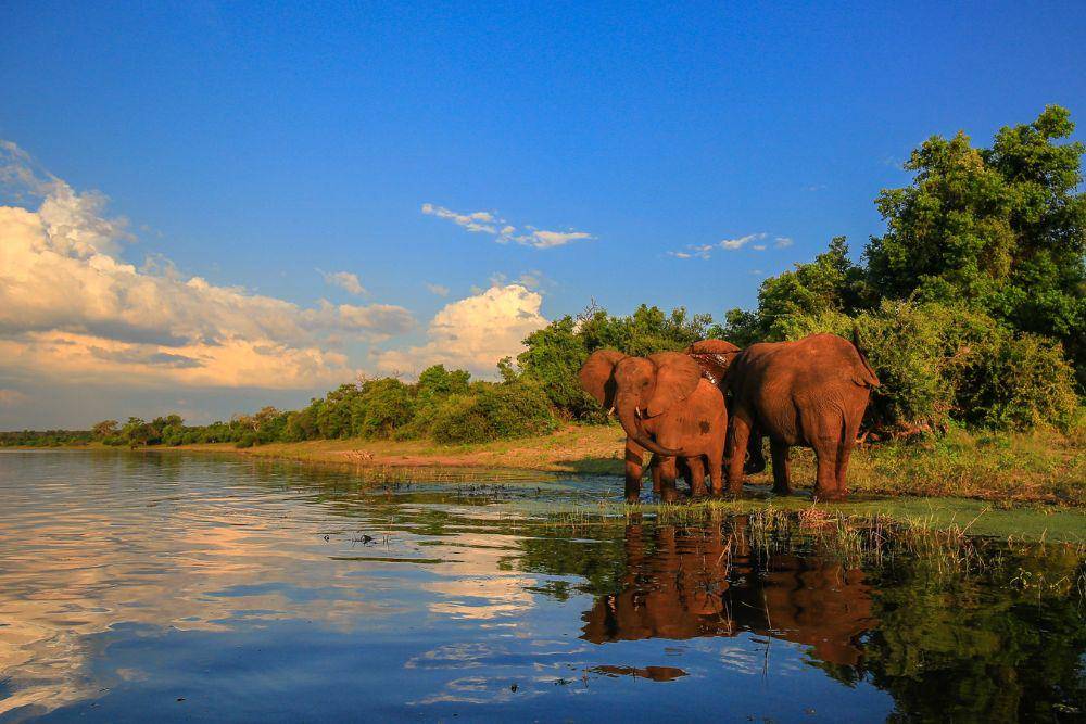 Potret gajah yang berada di kawasan Great Limpopo Transfrontier Park. (Situs expedia.co.id)
