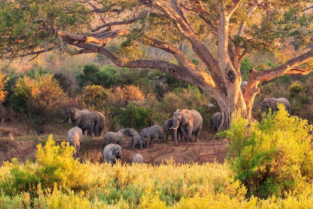 Sekumpulan gajah di Limpopo National Park. (Situs peakvisor.com)