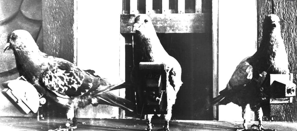 audubon dot or photo by AR BNPS.jpg