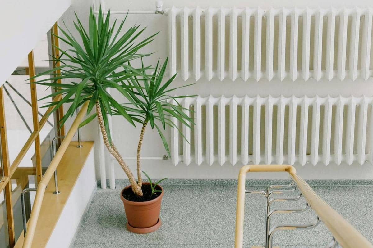 ilustrasi tanaman yucca elephantipes 