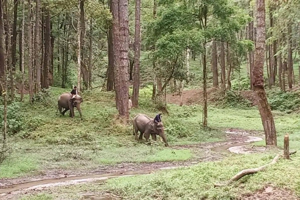 Dua gajah dari Barumun Nagari Wildlife Sanctuary (BNWS) sesaat setelah tiba di Aek Nauli Elephant Conservation Camp (ANECC), Kabupaten Simalungun, Senin (21/4/2025). (Dok BBKSDA Sumut)