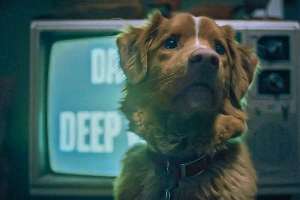 Indy, anjing yang menjadi pemeran utama dalam film 'Good Boy'. (Dok. IFC/Shudder)