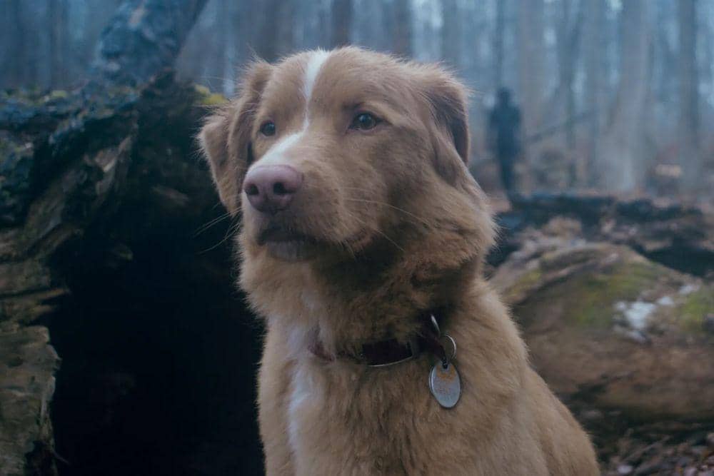 Indy, anjing yang menjadi pemeran utama dalam film 'Good Boy'. (Dok. IFC/Shudder)