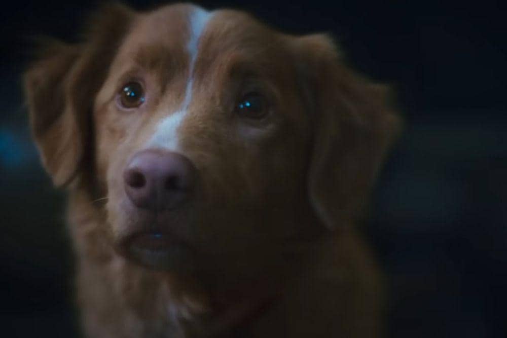Indy, anjing yang menjadi pemeran utama dalam film 'Good Boy'. (Dok. IFC/Shudder)
