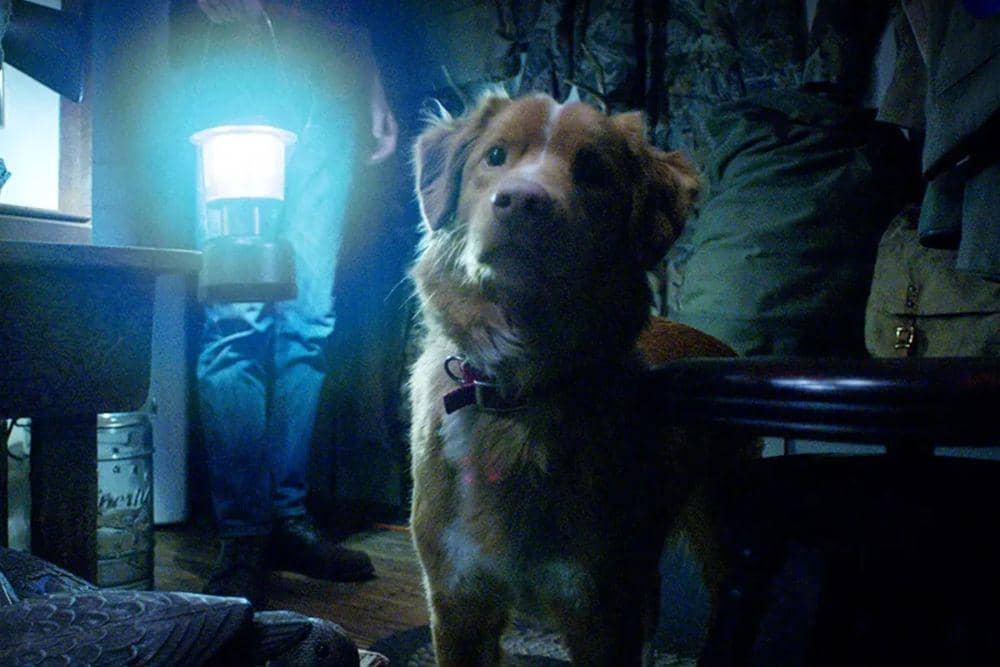 Indy, anjing yang menjadi pemeran utama dalam film 'Good Boy'. (Dok. IFC/Shudder)
