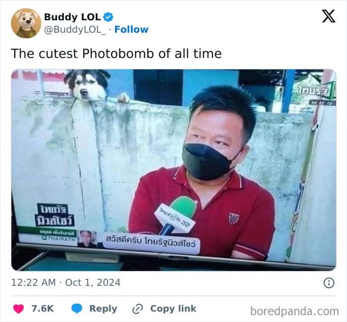 funny-pets-photobombs-7-68a47dc85b1bc__700.jpg