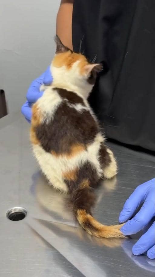 Sherina Munaf bagikan update tentang kucing Uya Kuya