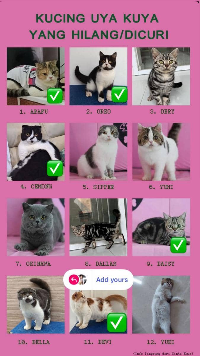 Kucing Uya Kuya di-rescue Sherina Munaf