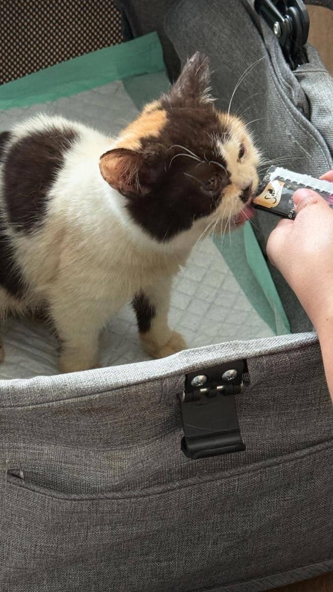 Kucing Uya Kuya di-rescue Sherina Munaf