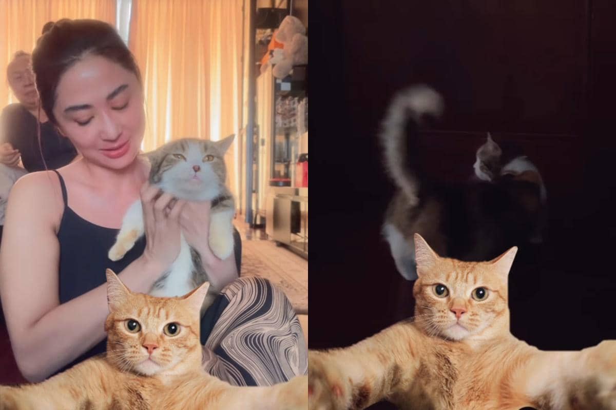 Dewi Perssik rawat kucing Eko patrio (instagram.com/dewiperssik9)