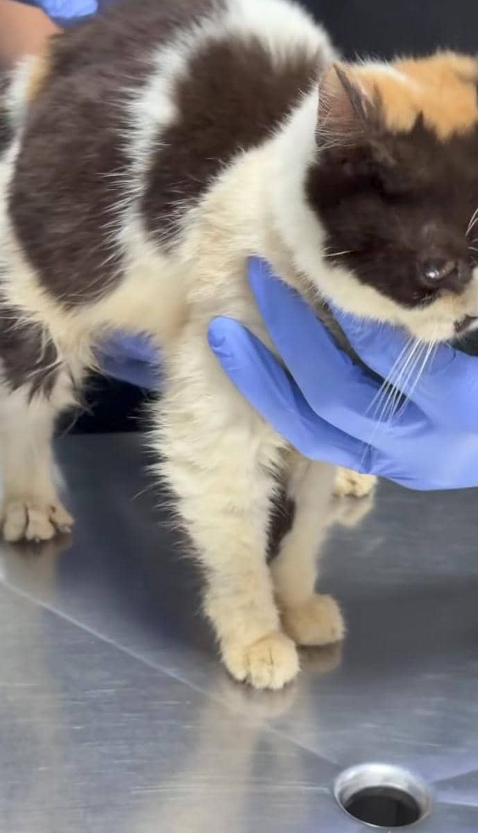 Sherina Munaf bagikan perkembangan kucing Uya Kuya yang ia selamatkan. (threads.com/sherinamunaf)