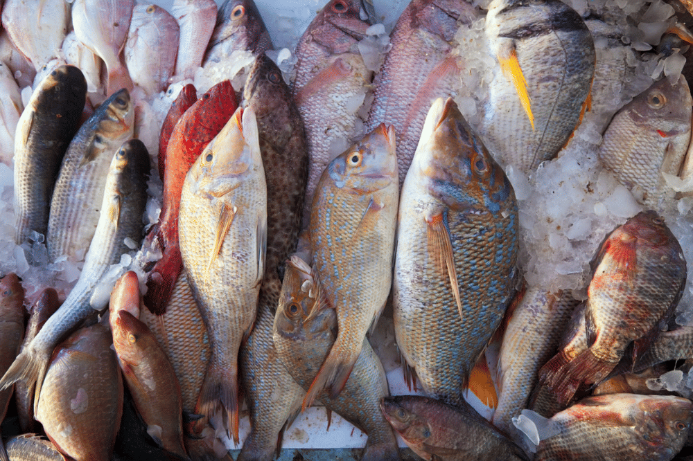 14 Ikan untuk Jadi Menu Makan Keluarga, Sehat untuk Anak
