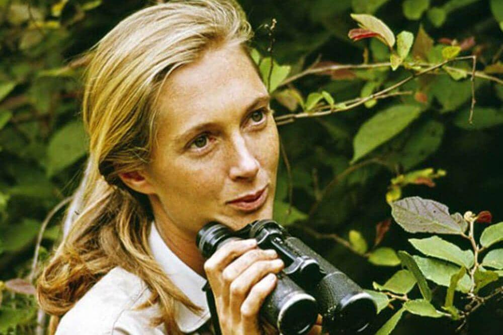 Jane Goodall dalam film Miss Goodall and the Wild Chimpanzees (1965), dokumenter pertama National Geographic Society yang memperkenalkan penelitiannya kepada dunia. (Foto: CBS via National Geographic)